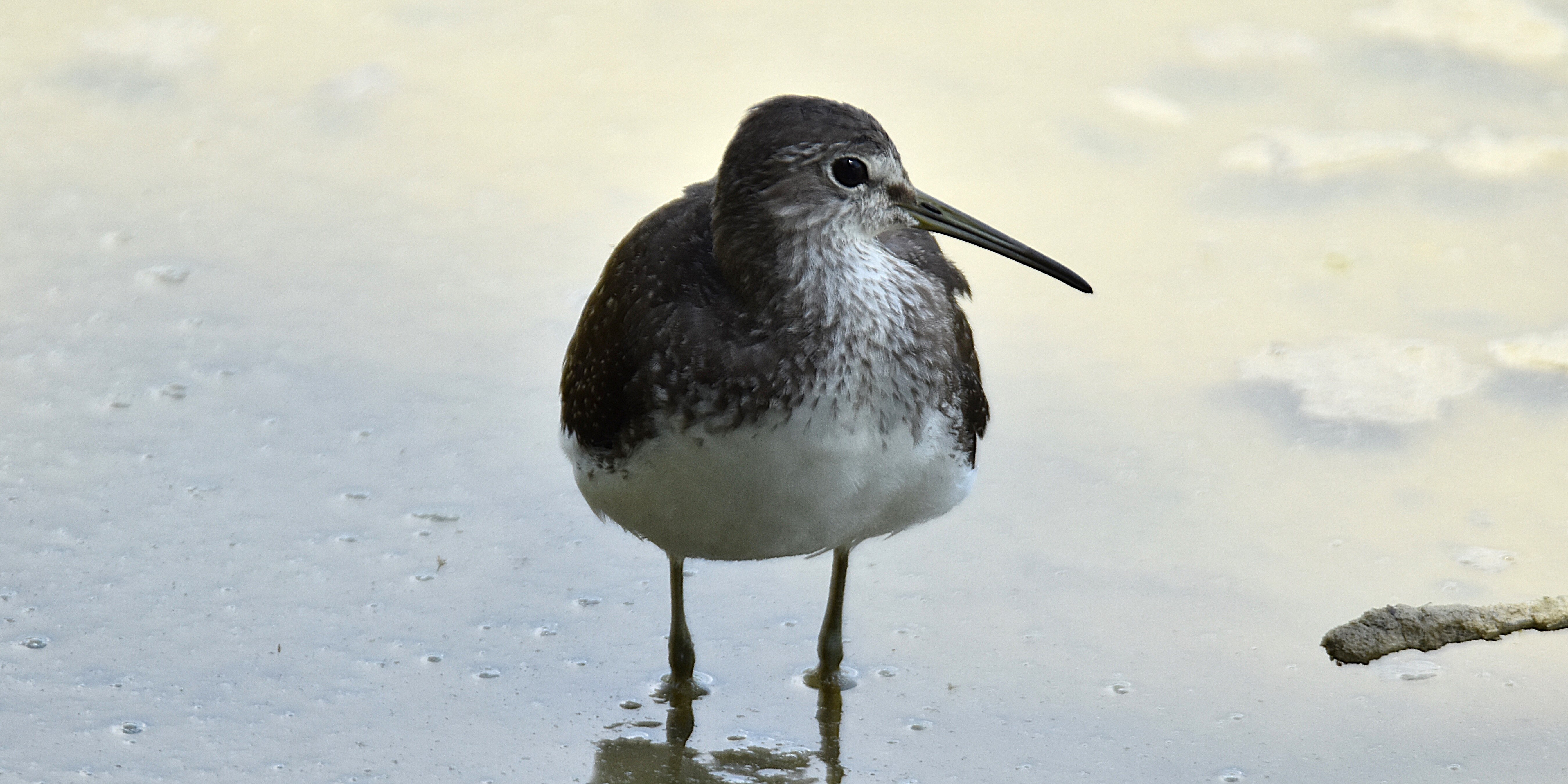 A la découverte des oiseaux de l’étang de la Palme